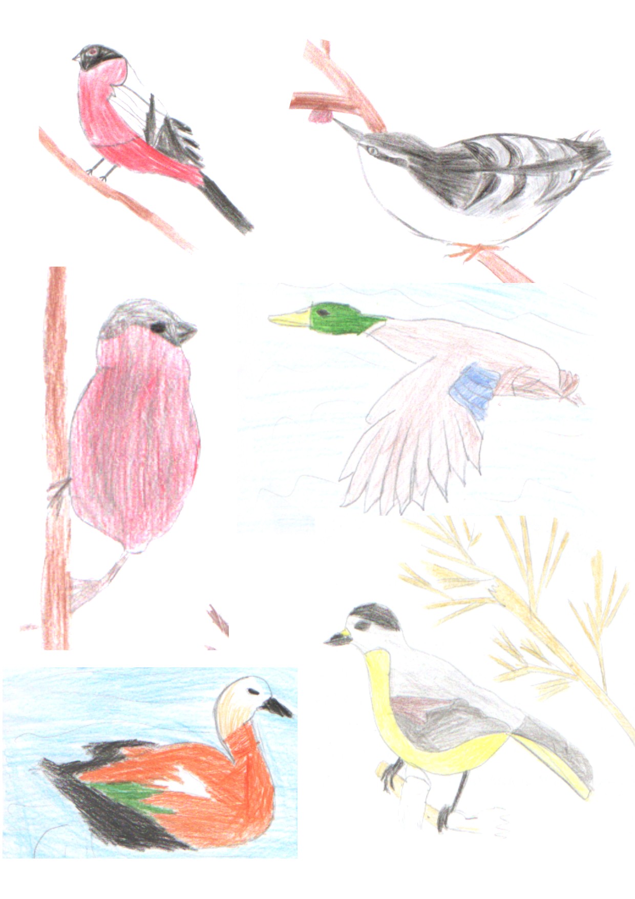 Как нарисовать зимующих птиц