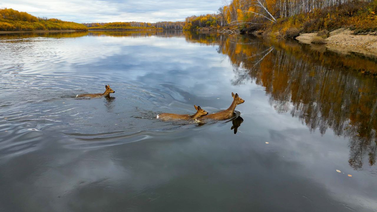 Сезон миграции косули